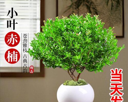 赤楠盆景冬季的养护技巧有哪些？如何防止冻害？