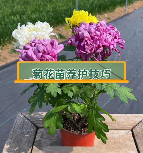 龙爪怎么养殖？养殖方法和注意事项是什么？