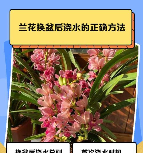 兰花修剪的最佳时机和技巧是什么？