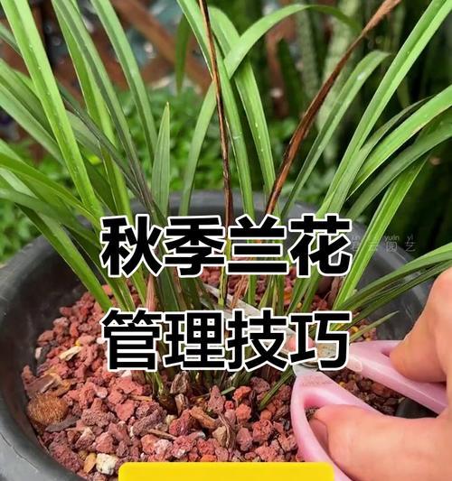 兰花修剪的最佳时机和技巧是什么？