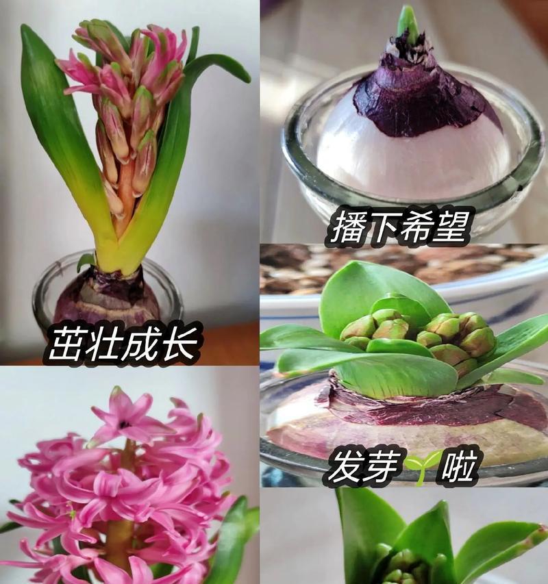 风信子代表的花语有哪些？