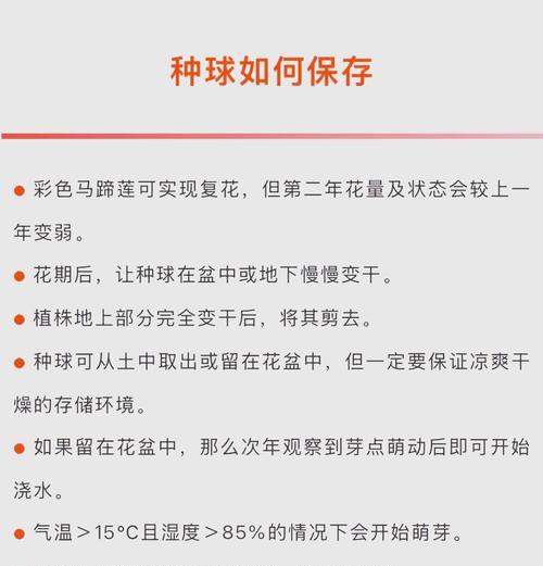 马蹄莲种植步骤是什么？需要注意什么？