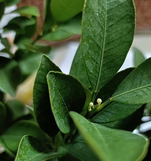 盆栽小橘子的种植步骤和注意事项是什么？