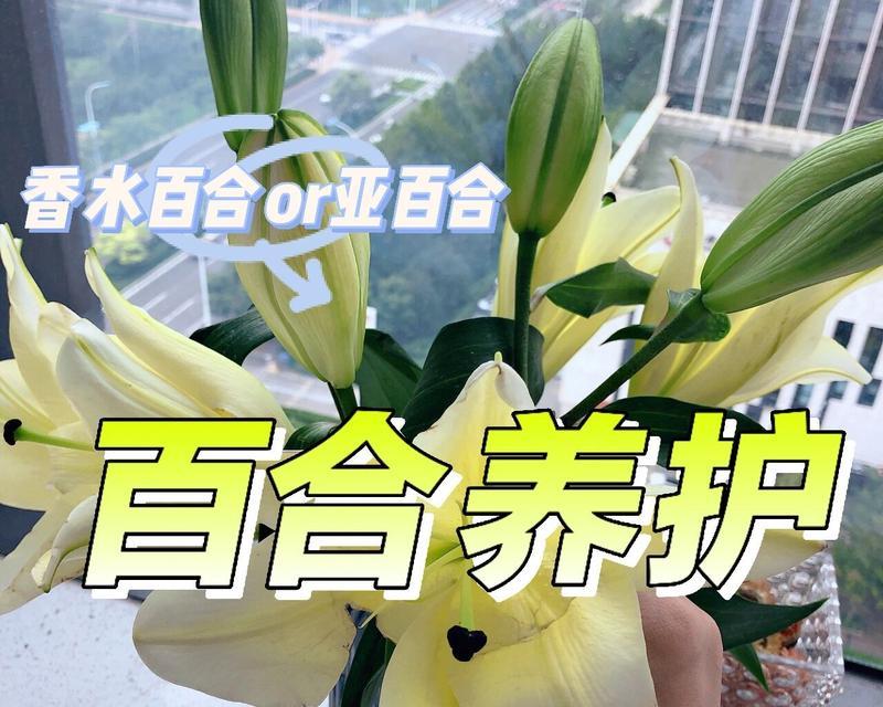 百合品种有哪些？如何选择适合自己的百合品种？
