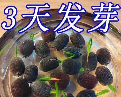 盆栽荷花需要施用哪种肥料？