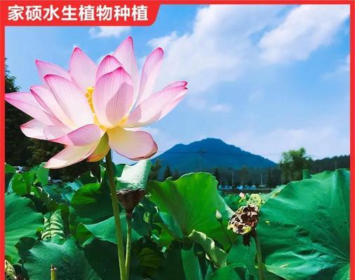 盆栽荷花需要施用哪种肥料？