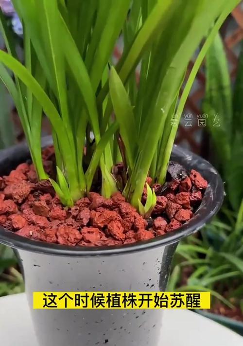 兰花施肥技巧：什么肥料最适合兰花？