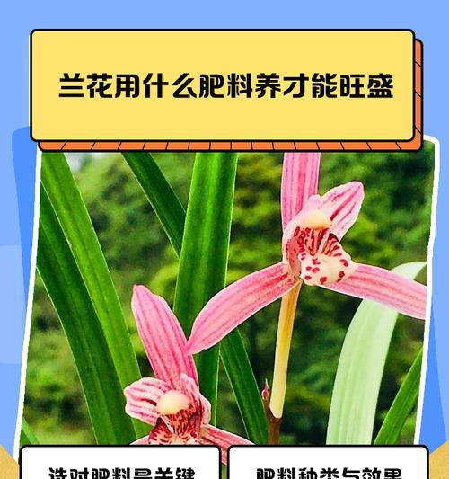 兰花施肥技巧：什么肥料最适合兰花？