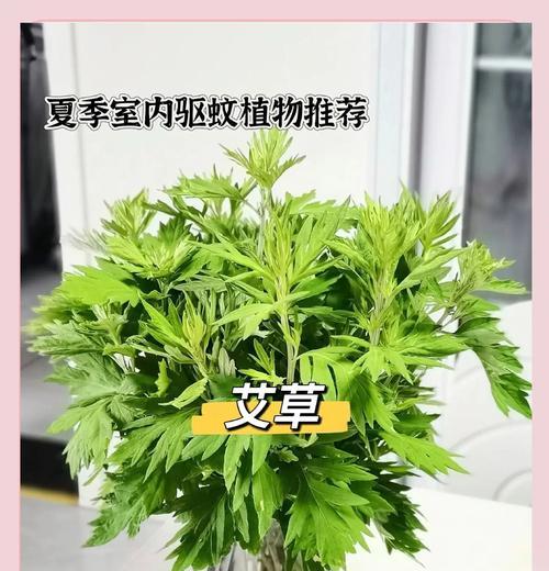 花卉有哪些繁殖方法？不同方法的优缺点是什么？