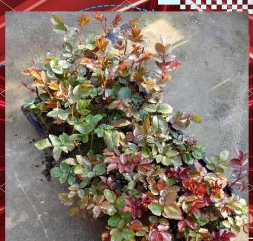 花卉有哪些繁殖方法？不同方法的优缺点是什么？