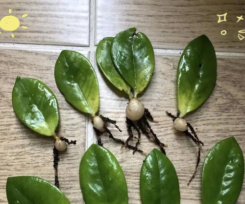 花卉有哪些繁殖方法？不同方法的优缺点是什么？