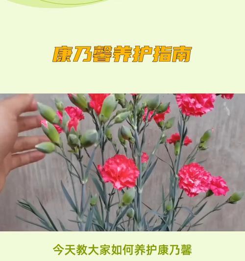 康乃馨的养护技巧和繁殖方法有哪些？
