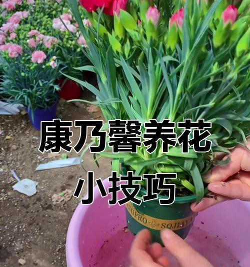 康乃馨的养护技巧和繁殖方法有哪些？