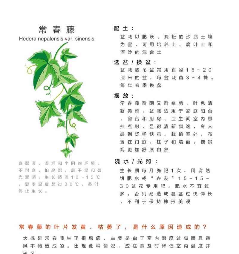 常春藤换盆的步骤和注意事项是什么？