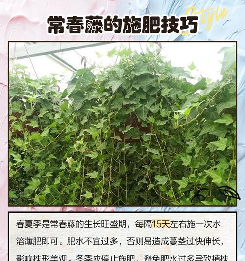 常春藤换盆的步骤和注意事项是什么？