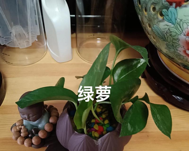 水培绿萝根部腐烂的原因及处理方法是什么？