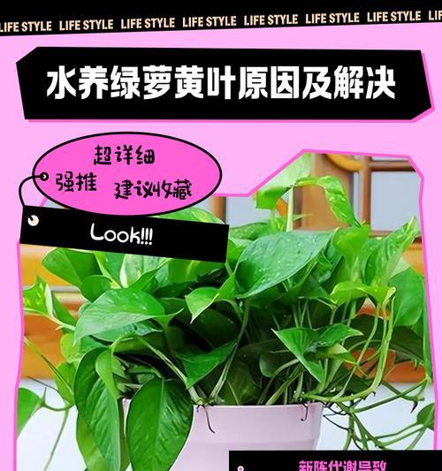 水培绿萝根部腐烂的原因及处理方法是什么？