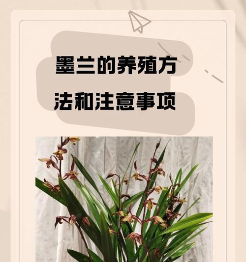 北方墨兰冬季养护方法是什么？
