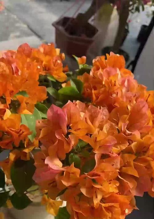 兰花凋谢后应该怎么办？如何促进兰花再次开花？