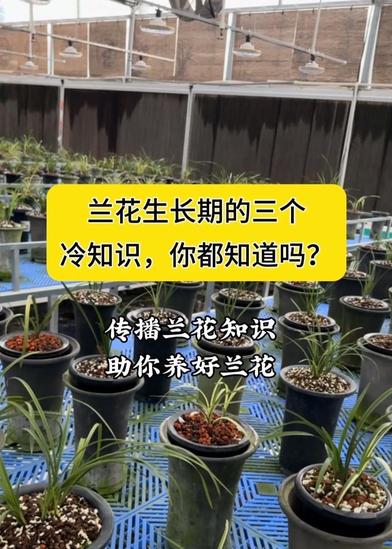 兰花凋谢后应该怎么办？如何促进兰花再次开花？