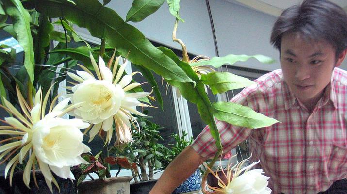 昙花种植需要注意哪些问题？