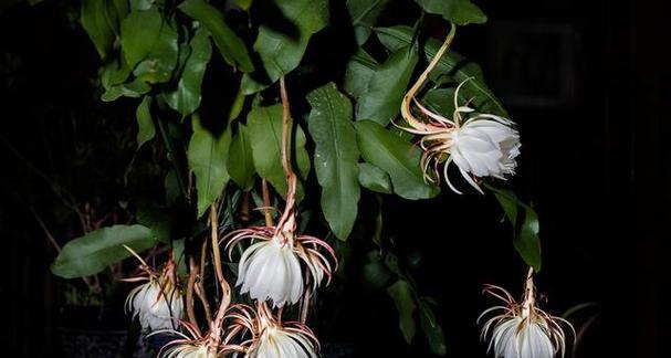 昙花种植需要注意哪些问题？