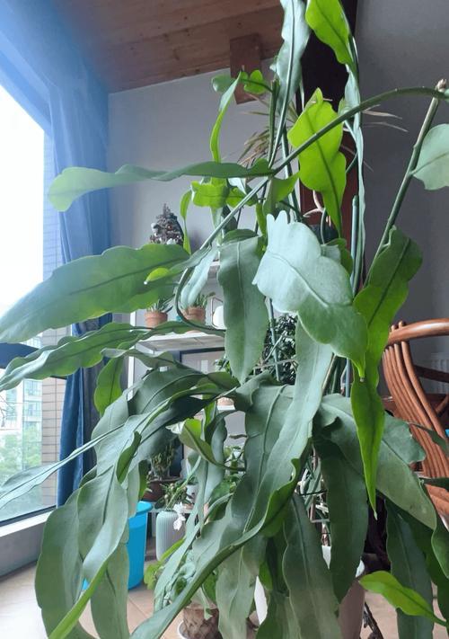 昙花种植需要注意哪些问题？