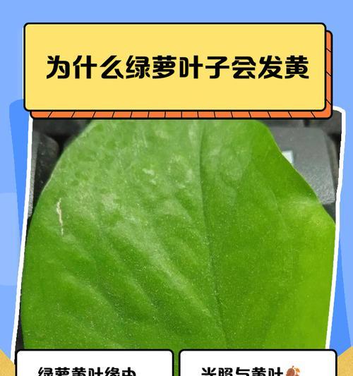 绿箩叶子黄化的原因及解决办法？