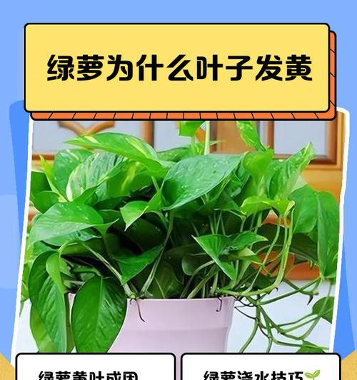 绿箩叶子黄化的原因及解决办法？