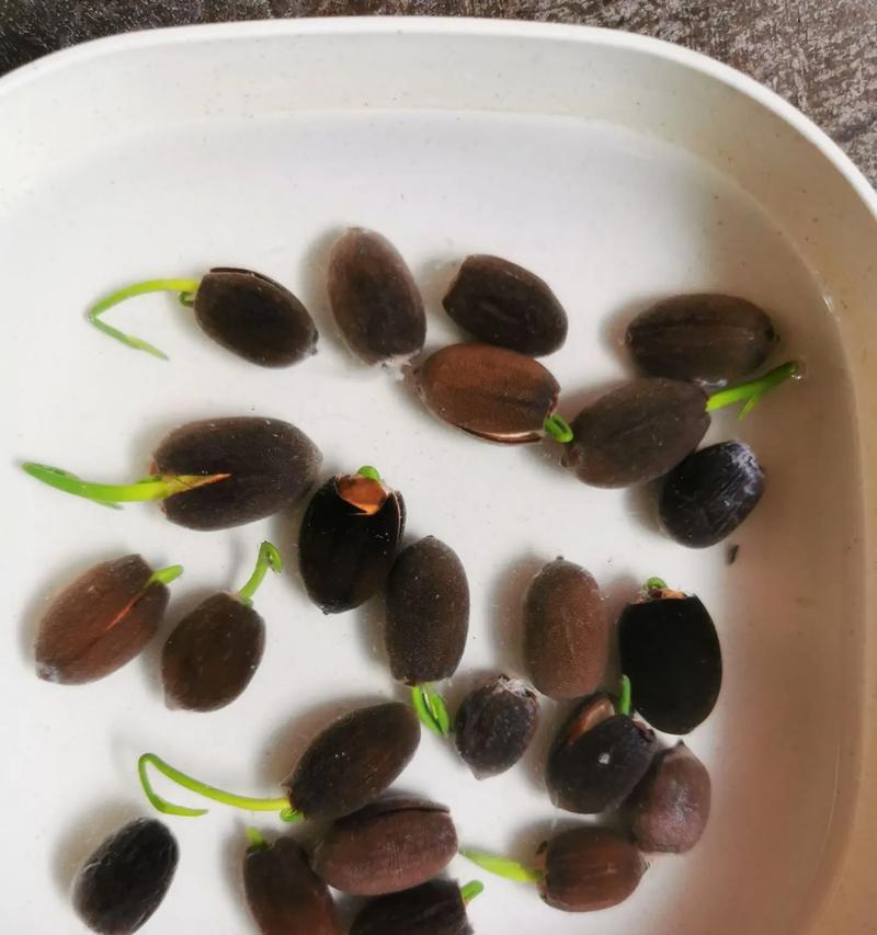碗莲翻盆的最佳时机和步骤是什么？