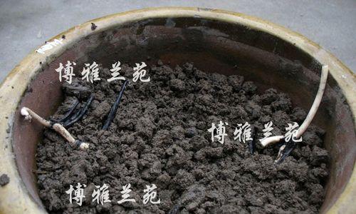 碗莲翻盆的最佳时机和步骤是什么？