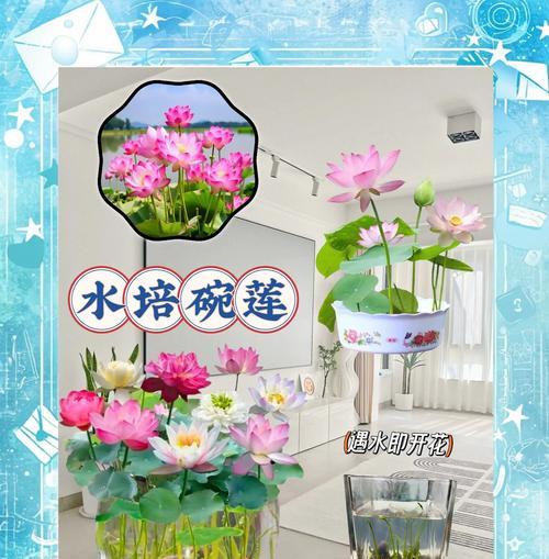 碗莲翻盆的最佳时机和步骤是什么？