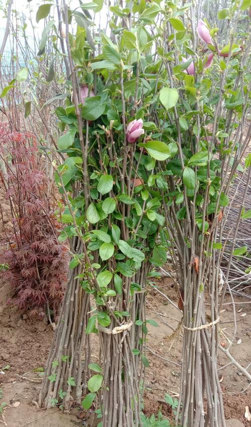 紫玉兰怎么种植？种植与养护指南！