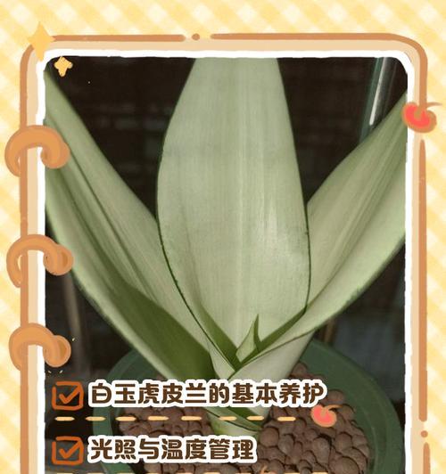 矮虎皮兰的养殖方法是什么？