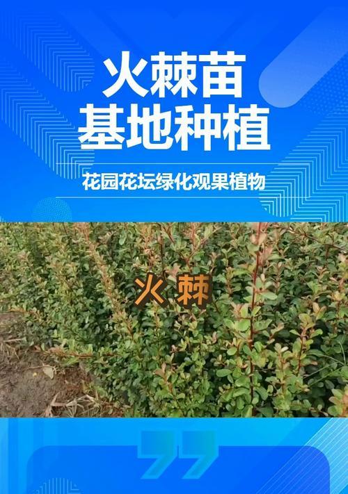 火棘种植方法及注意事项是什么？