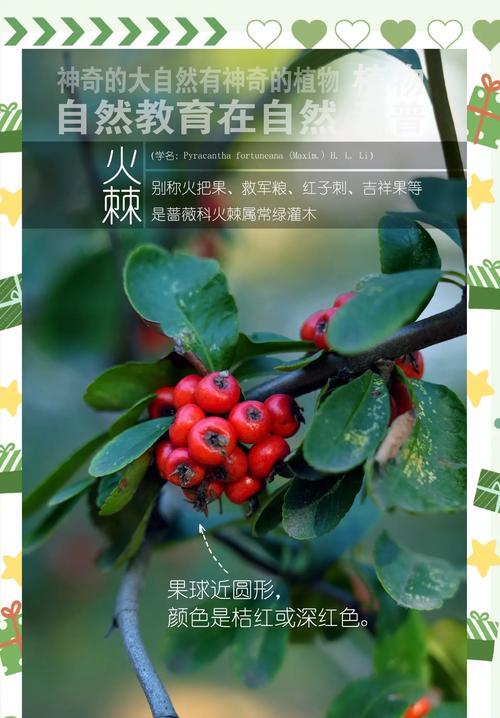 火棘种植方法及注意事项是什么？