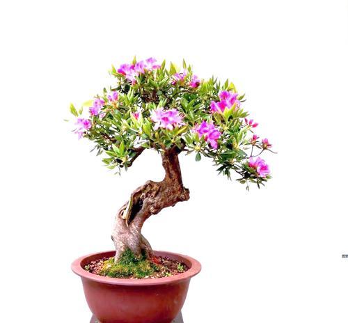 杜鹃花的修剪造型技巧有哪些？