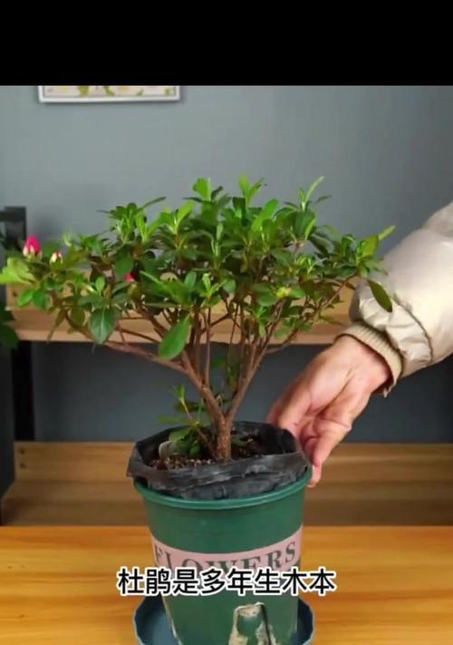 杜鹃花的修剪造型技巧有哪些？