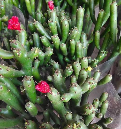 珊瑚植物的养护要点是什么？如何养好珊瑚植物？
