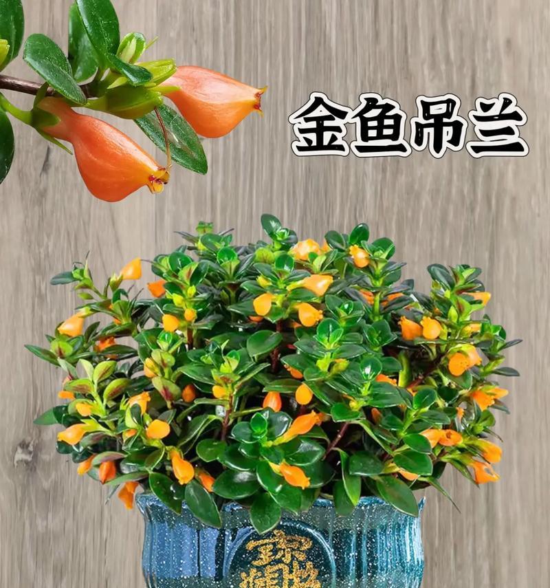 吊兰花有什么作用？吊兰在室内环境中的益处是什么？