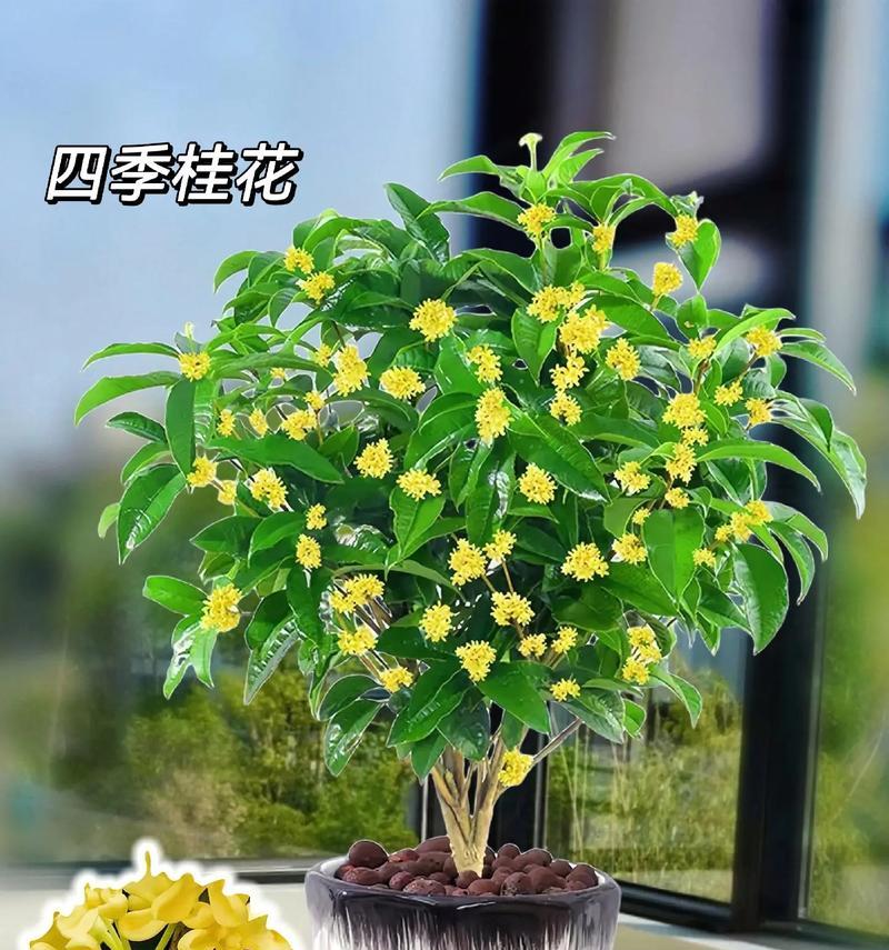 盆栽四季养护的秘诀和常见问题是什么？