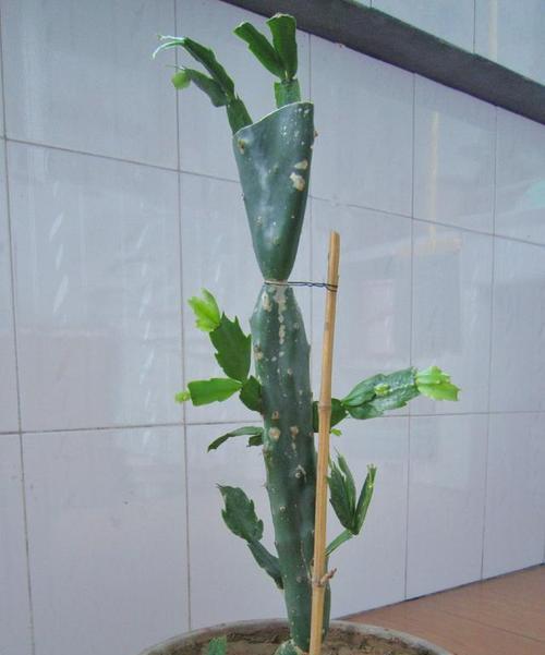 什么时间嫁接蟹爪兰？蟹爪兰嫁接的最佳时机和步骤是什么？