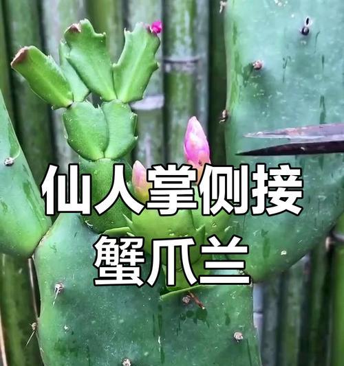 什么时间嫁接蟹爪兰？蟹爪兰嫁接的最佳时机和步骤是什么？