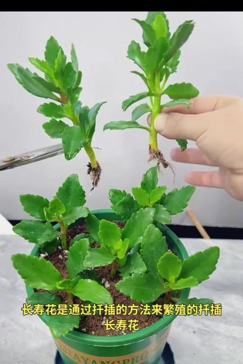 什么时间嫁接蟹爪兰？蟹爪兰嫁接的最佳时机和步骤是什么？