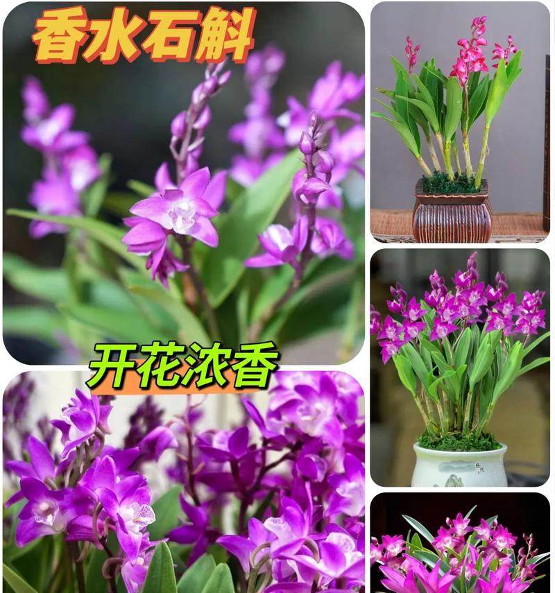 石斛兰的养护要点是什么？怎样才能开花？