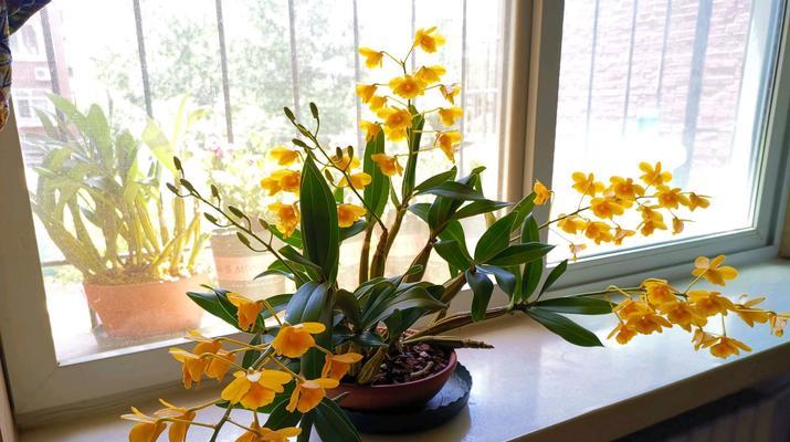石斛兰的养护要点是什么？怎样才能开花？