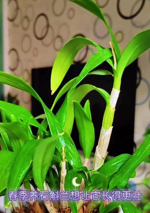石斛兰的养护要点是什么？怎样才能开花？