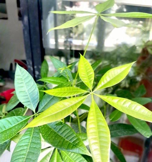 高档盆栽品种推荐？如何选择和养护高档盆栽？