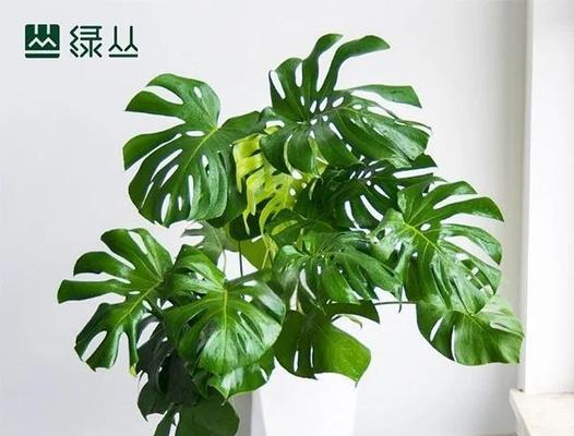 高档盆栽品种推荐？如何选择和养护高档盆栽？