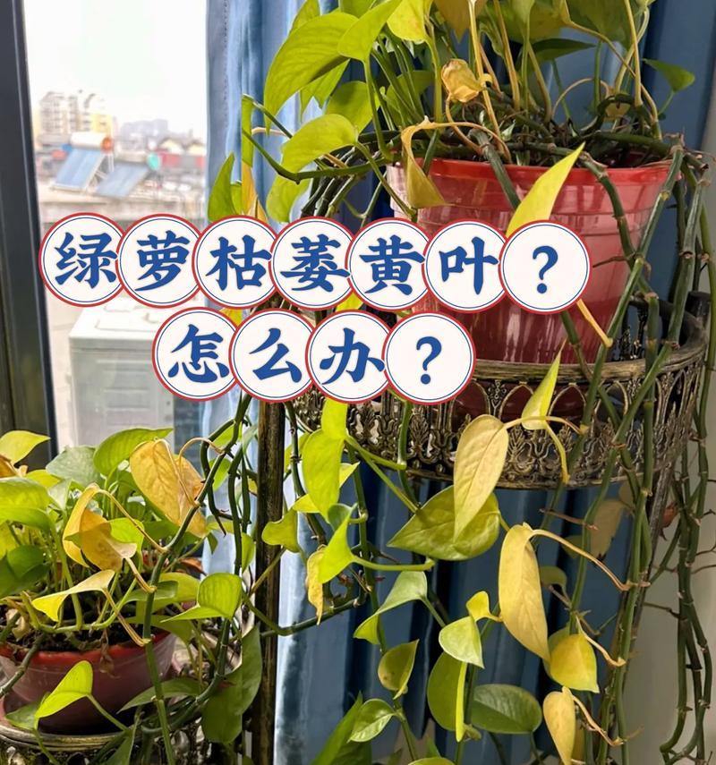 绿萝施肥推荐哪种肥料？